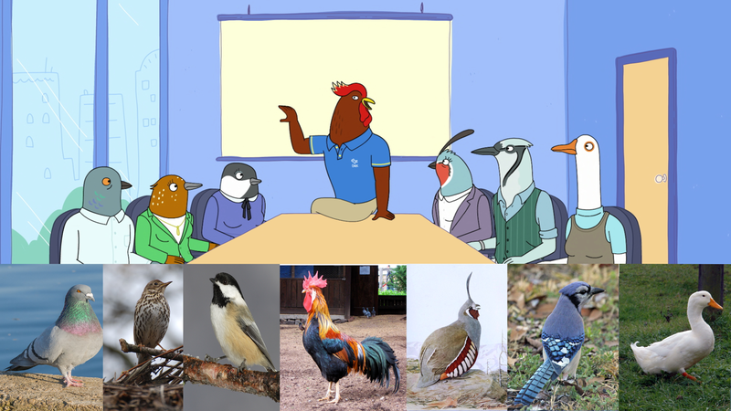 The mixed-species flock.